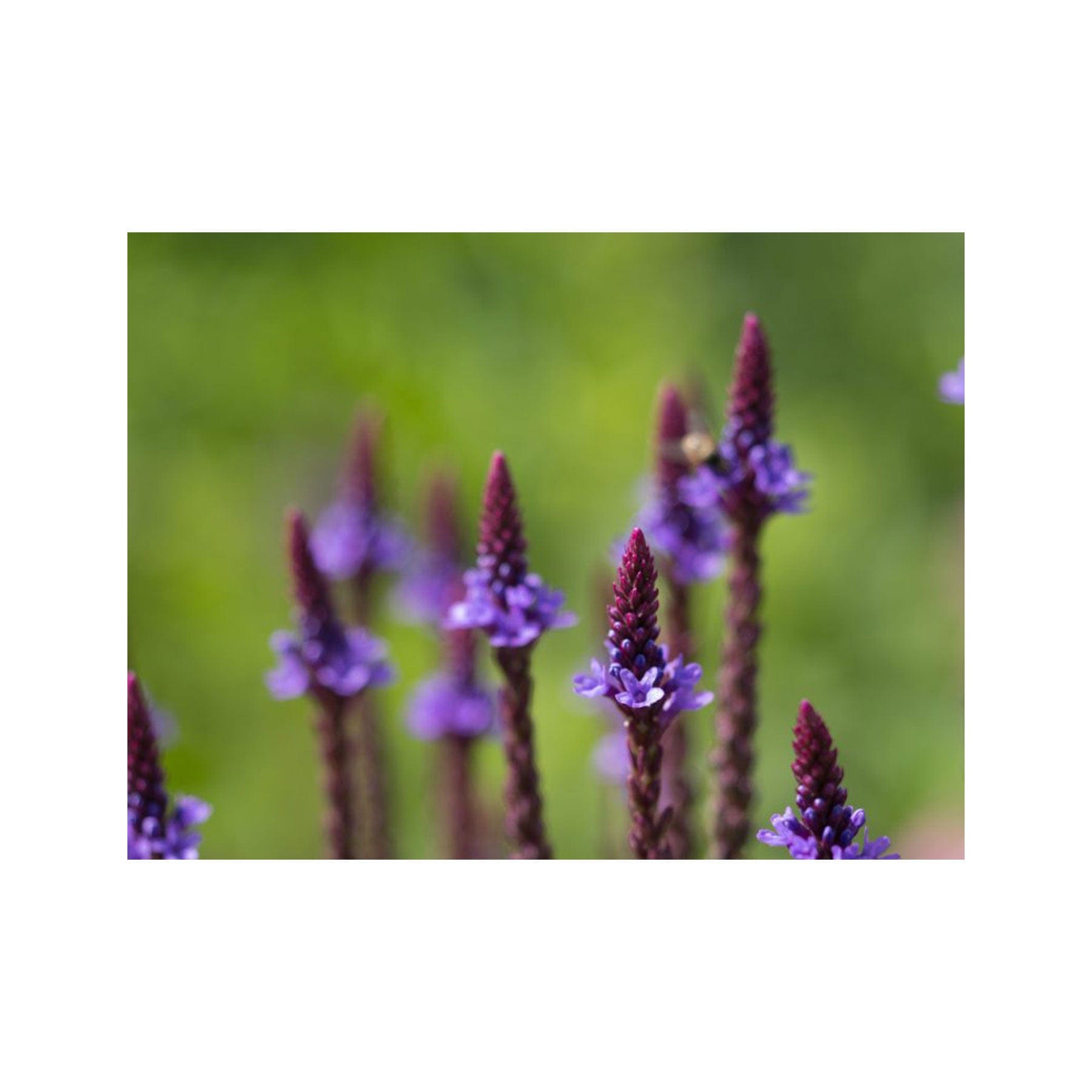 Vervain blue seed pack