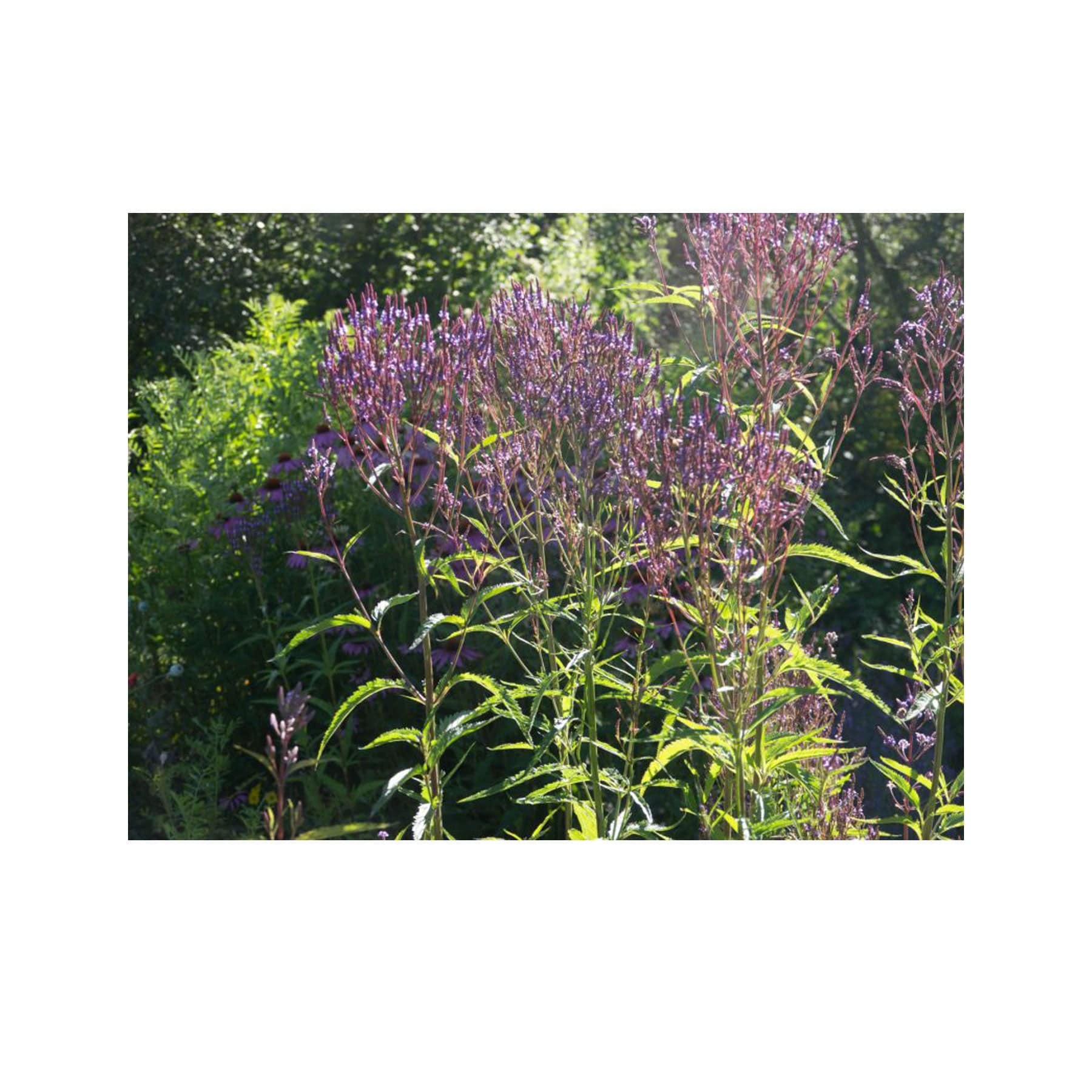 Blue vervain seed pack