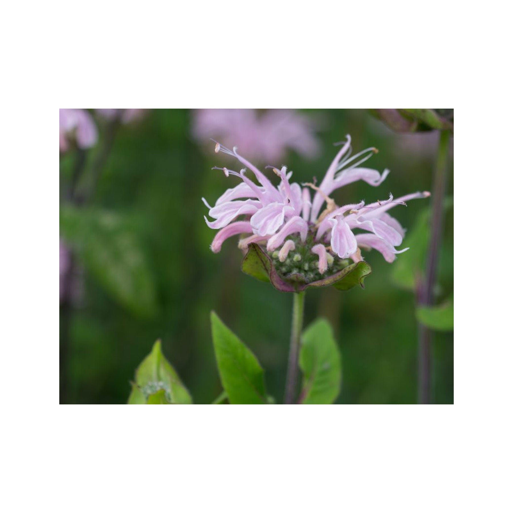 Bee balm seed pack