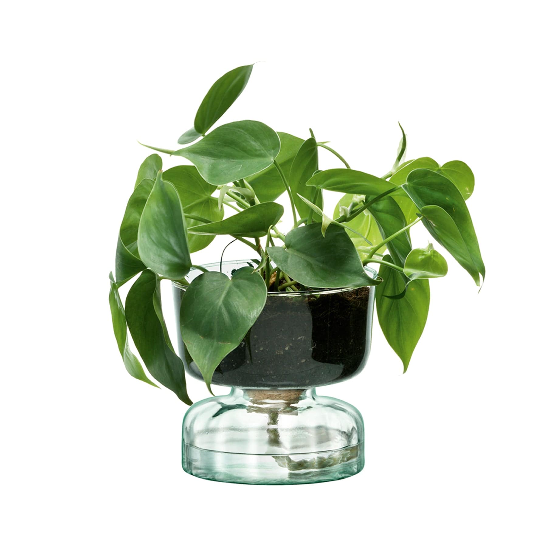 Canopy self watering planter H13cm