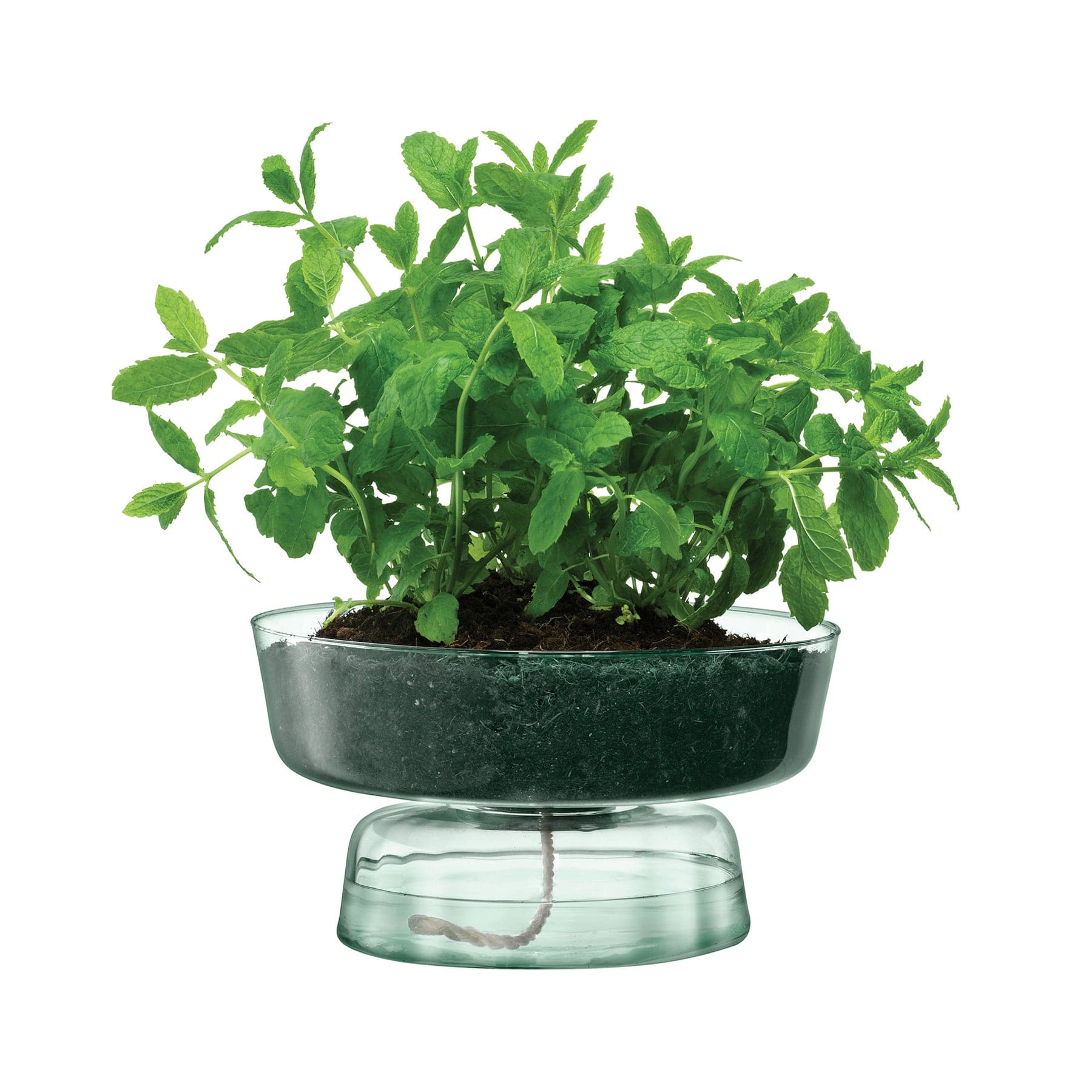 Canopy self watering planter H14.5cm