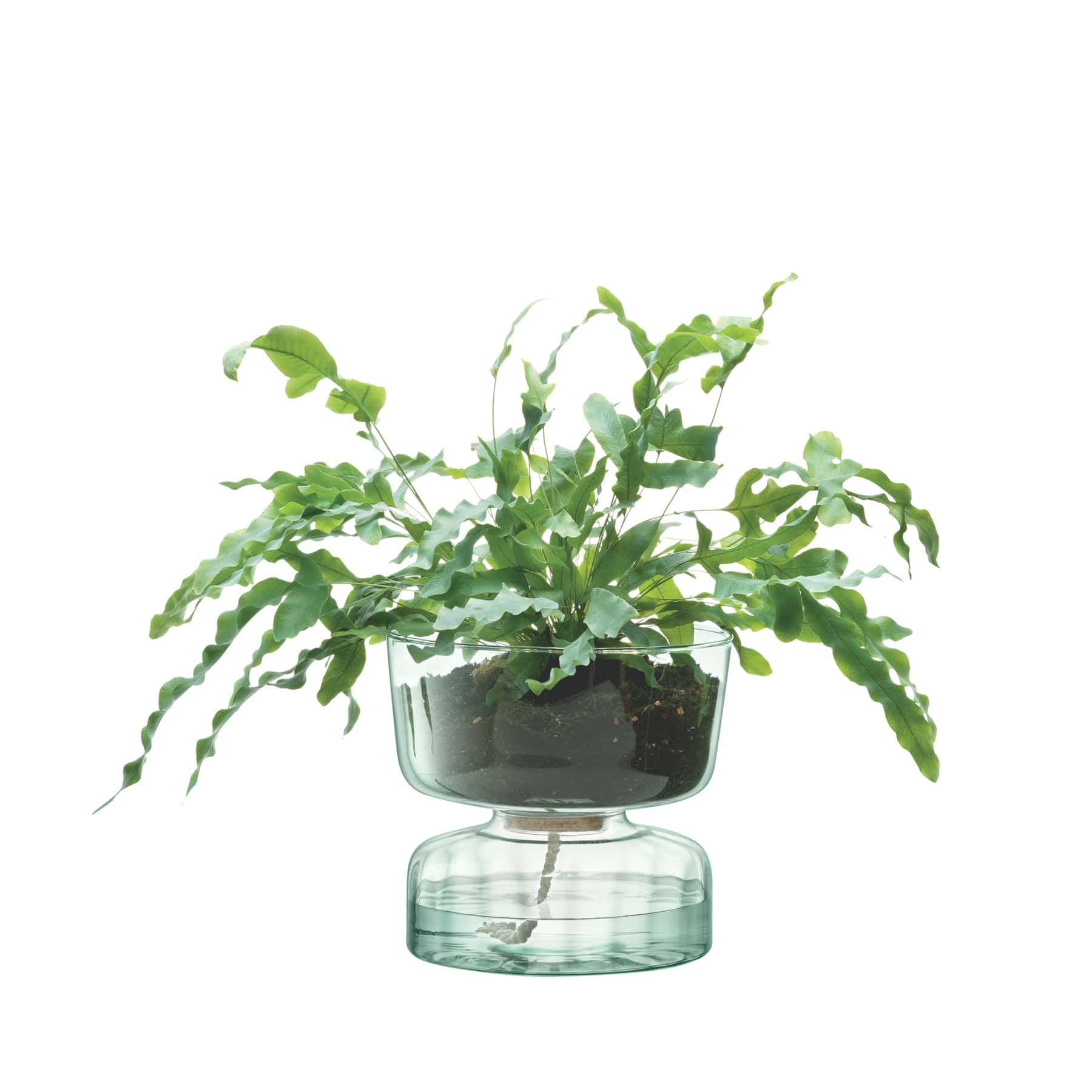 Canopy self watering planter H22cm