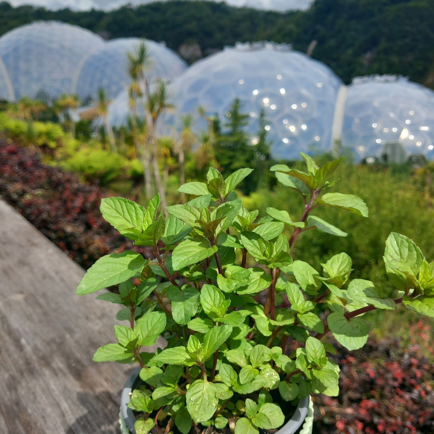 Chocolate mint plant - Eden-grown