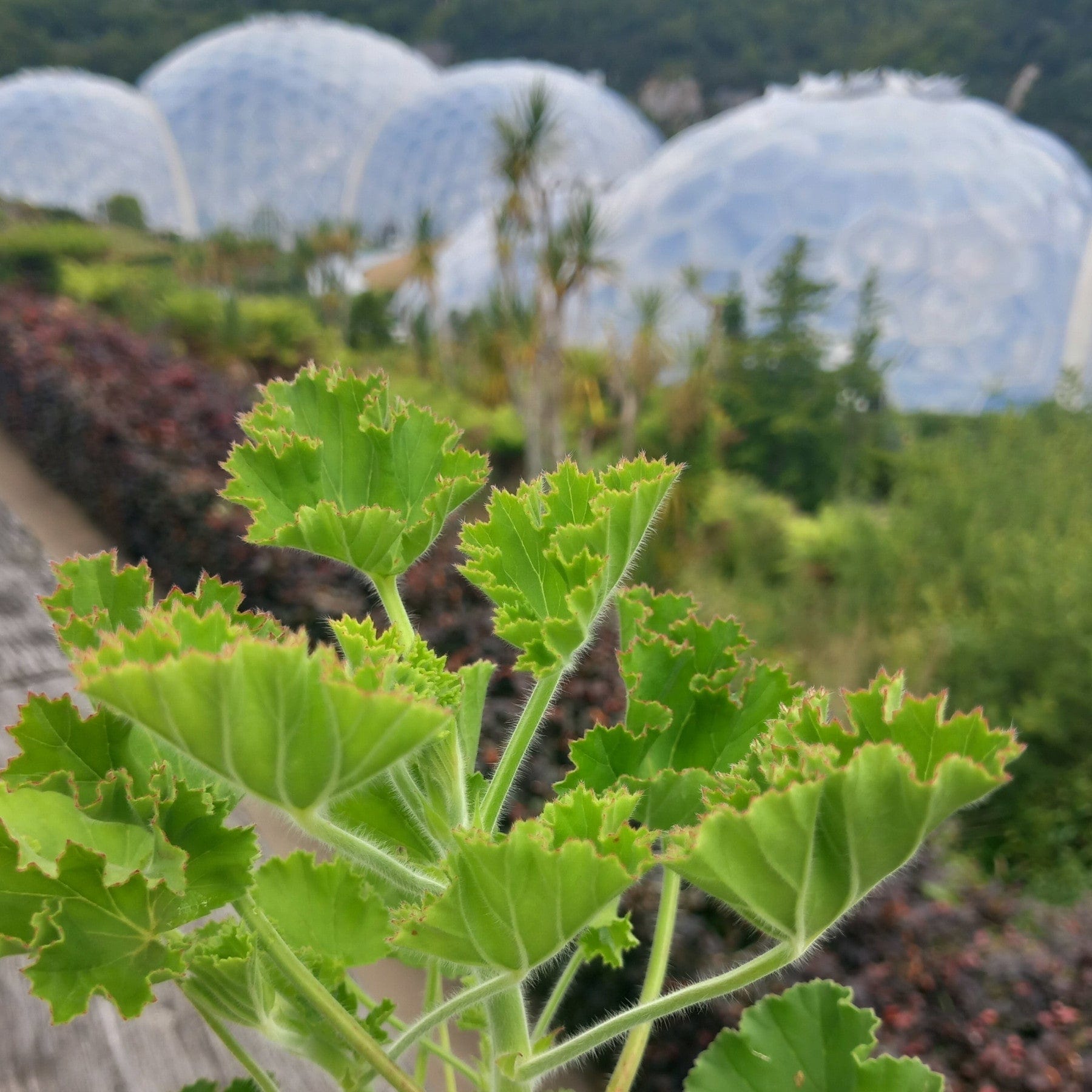 Geranium 'Cola Bottles' plant - Eden-grown