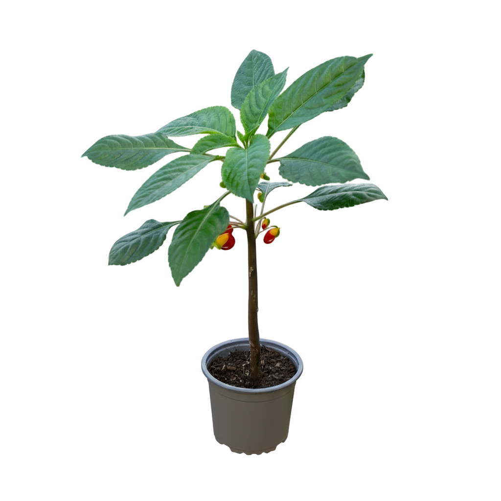 Congo cockatoo plant - Eden-grown