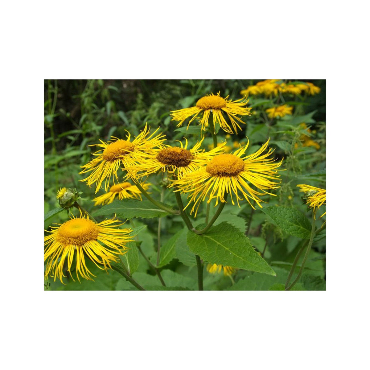 Elecampane Graph Elecampane seed pack