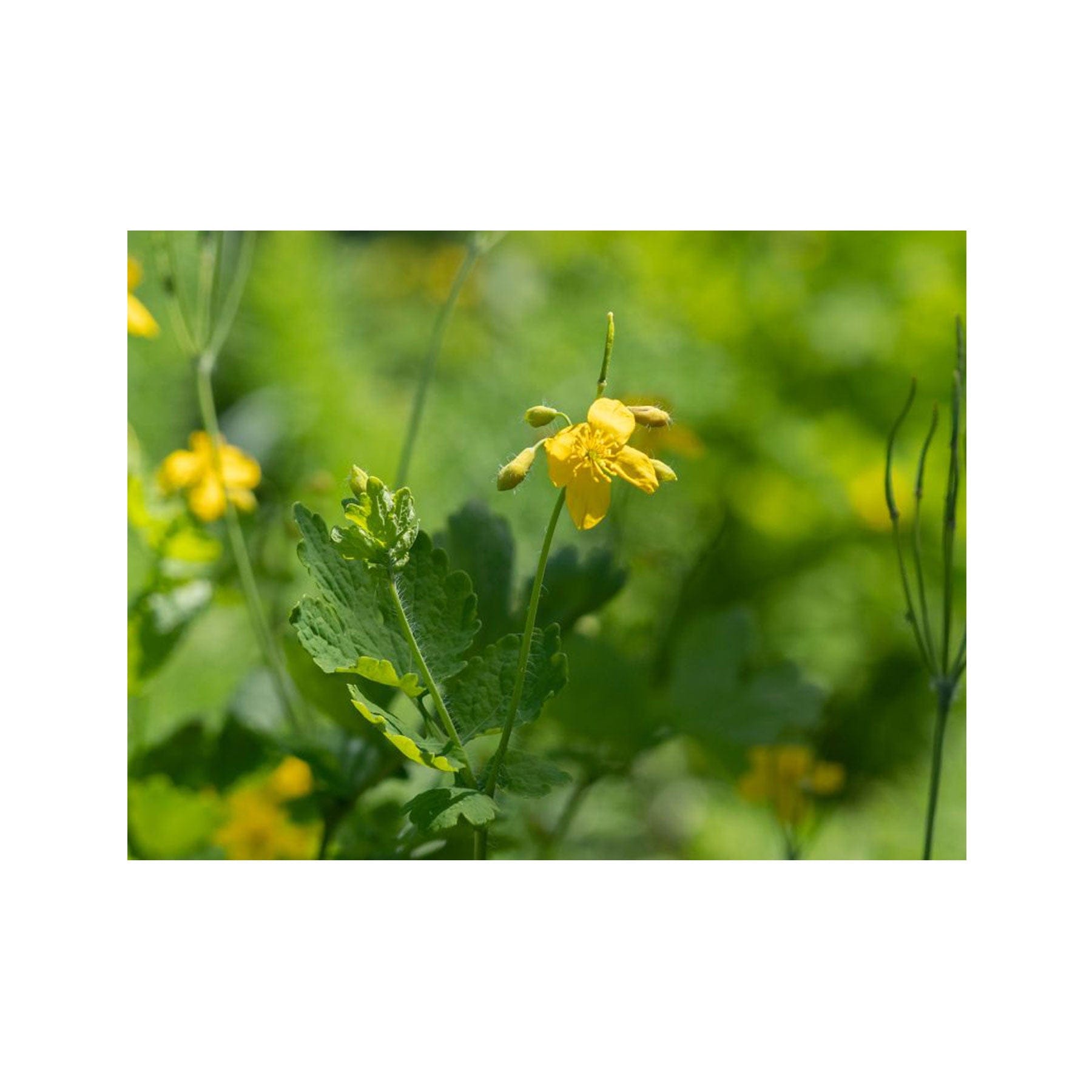 Celandine greater seed pack