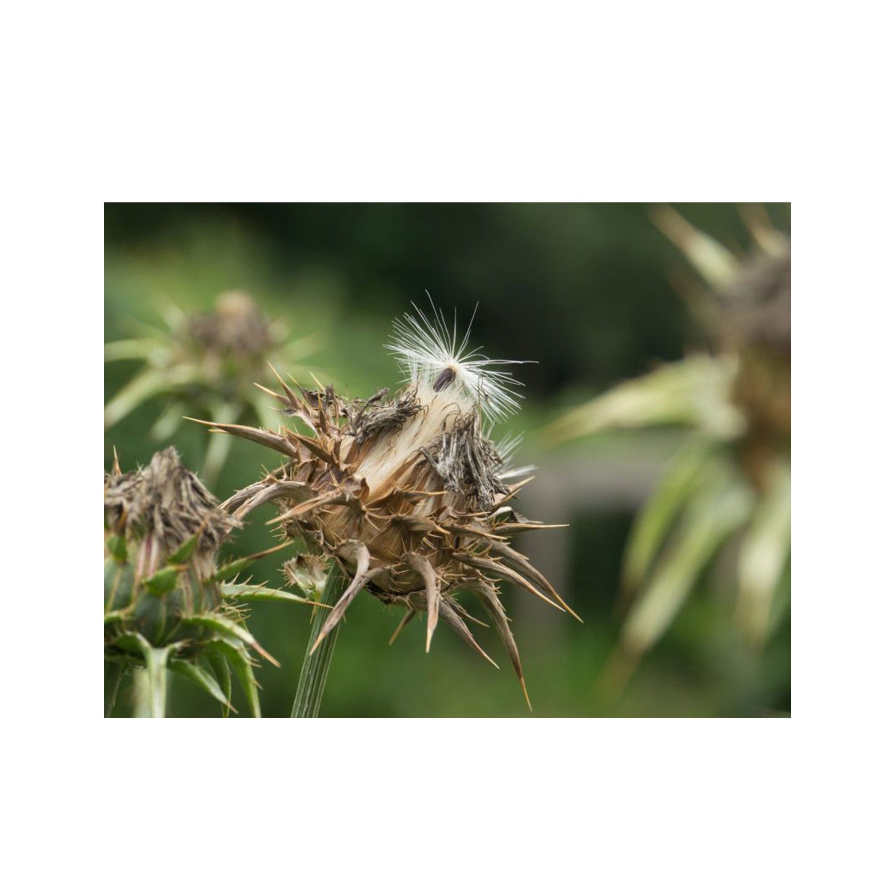 thistle seeds to plant Milk thistle seed pack