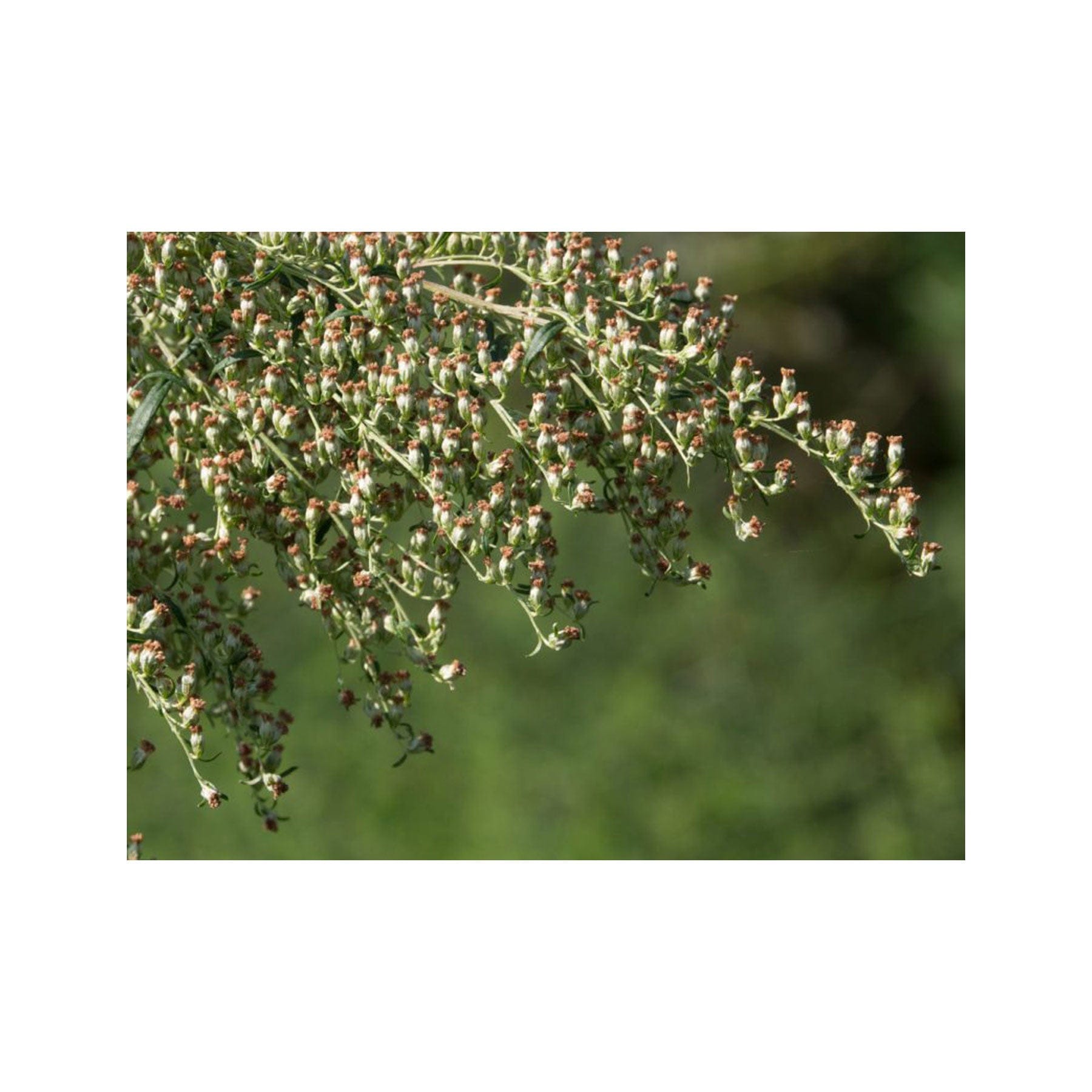 mugwort plant seeds Mugwort seed pack