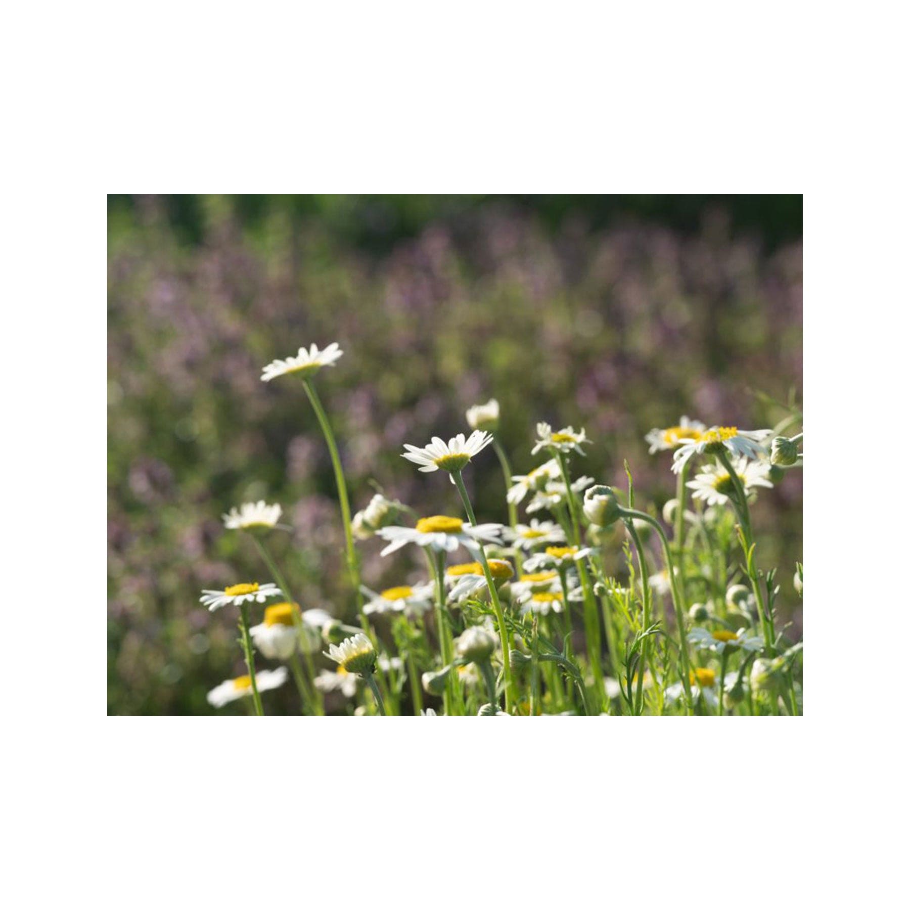 Chamomile Roman seed pack