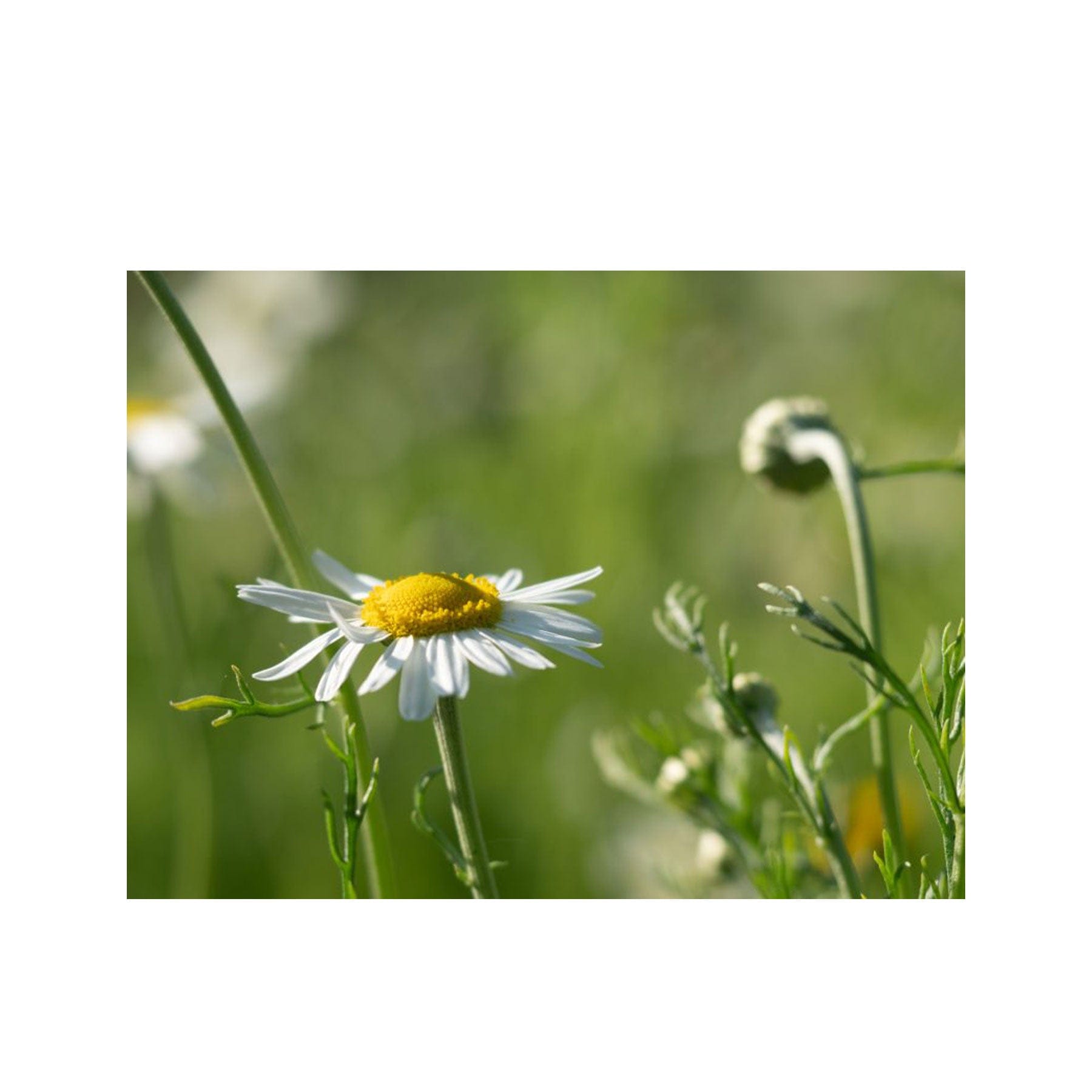 Chamomile Roman seed pack