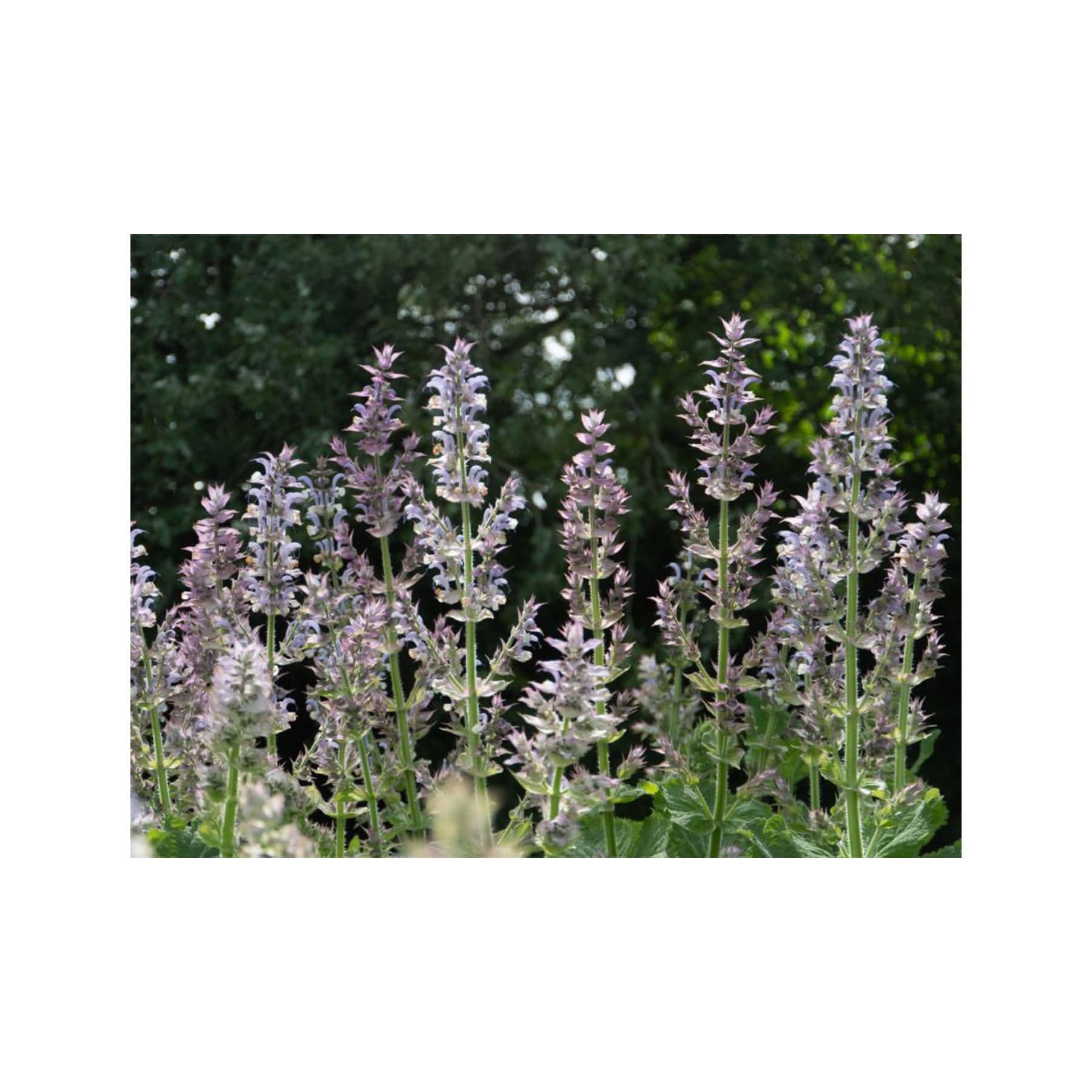 Clary sage seed pack