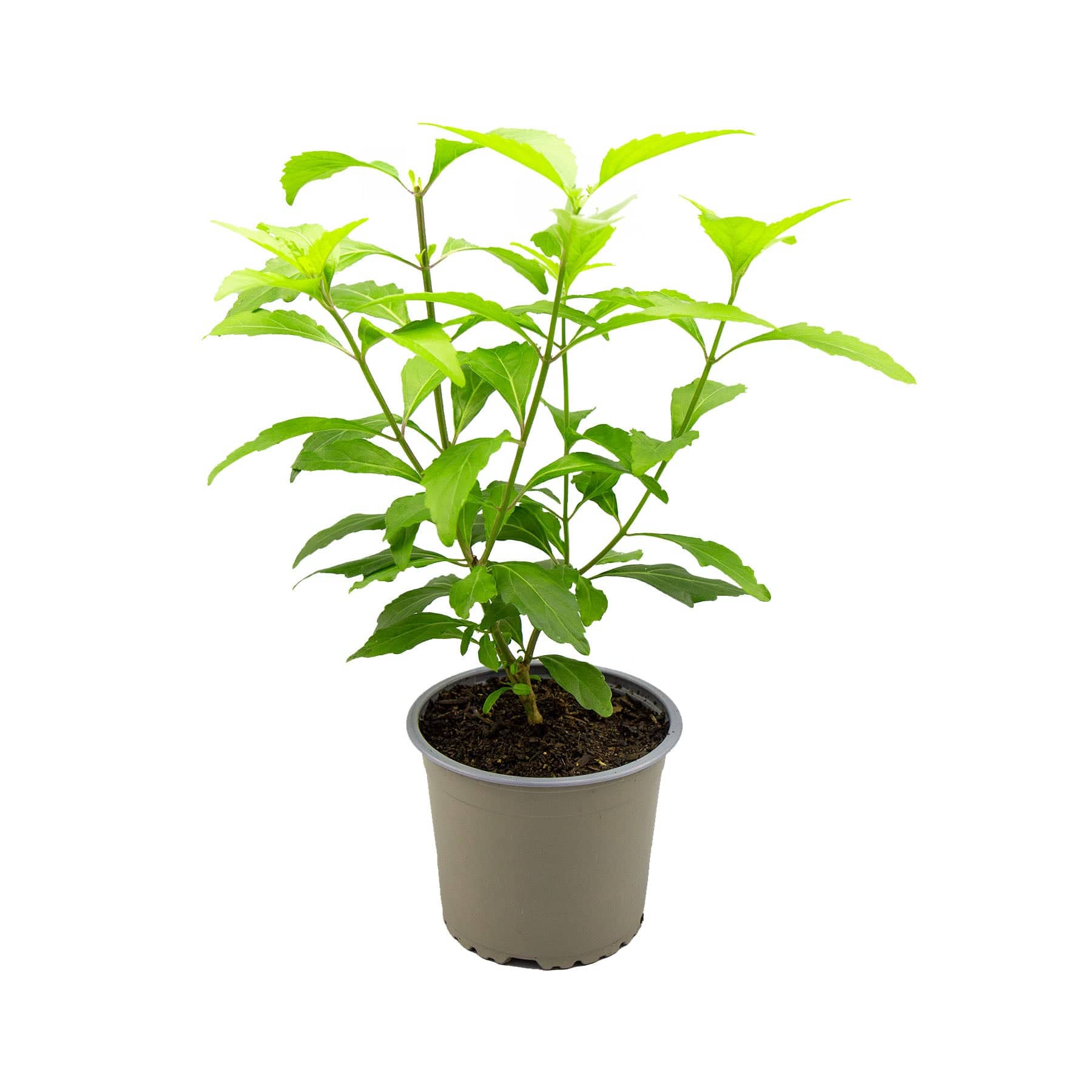 Java tea plant - Eden-grown