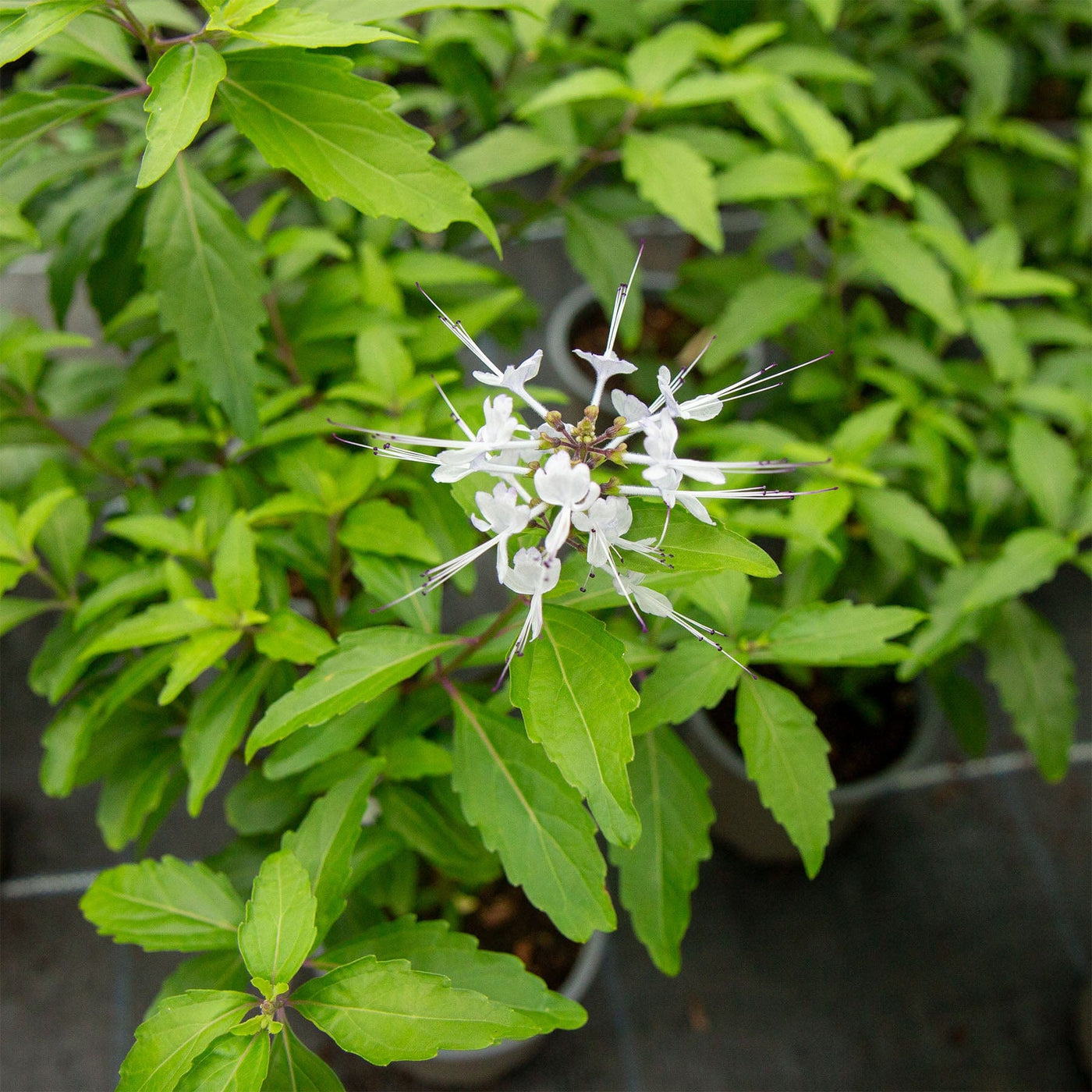 Java tea plant Edengrown
