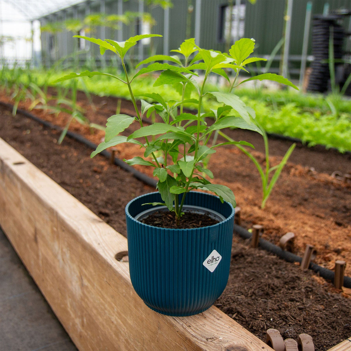 Java Tea Bush Coffee & Tea Plants | Sustainable Plants | Eden-Grown Plants