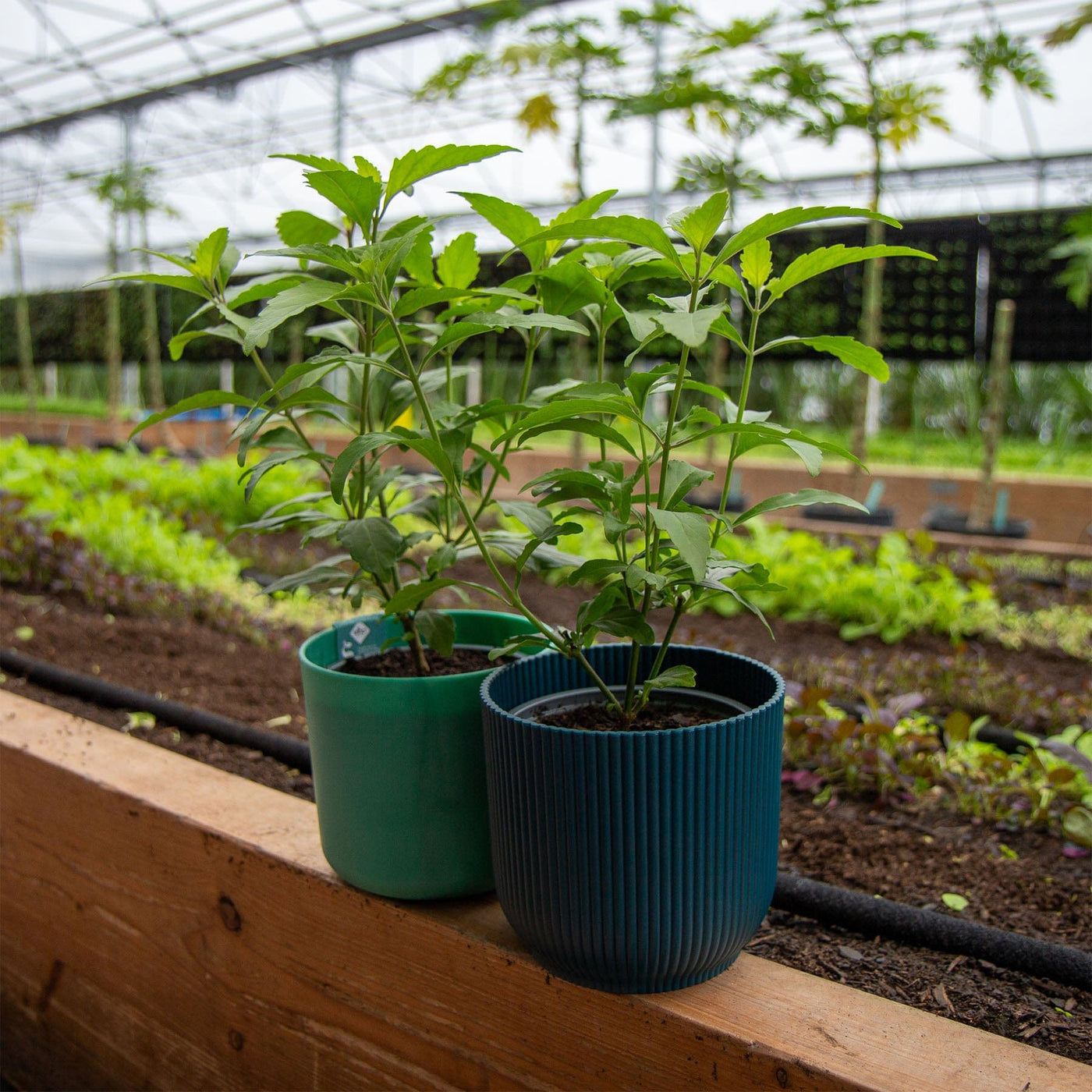 Java tea plant Edengrown