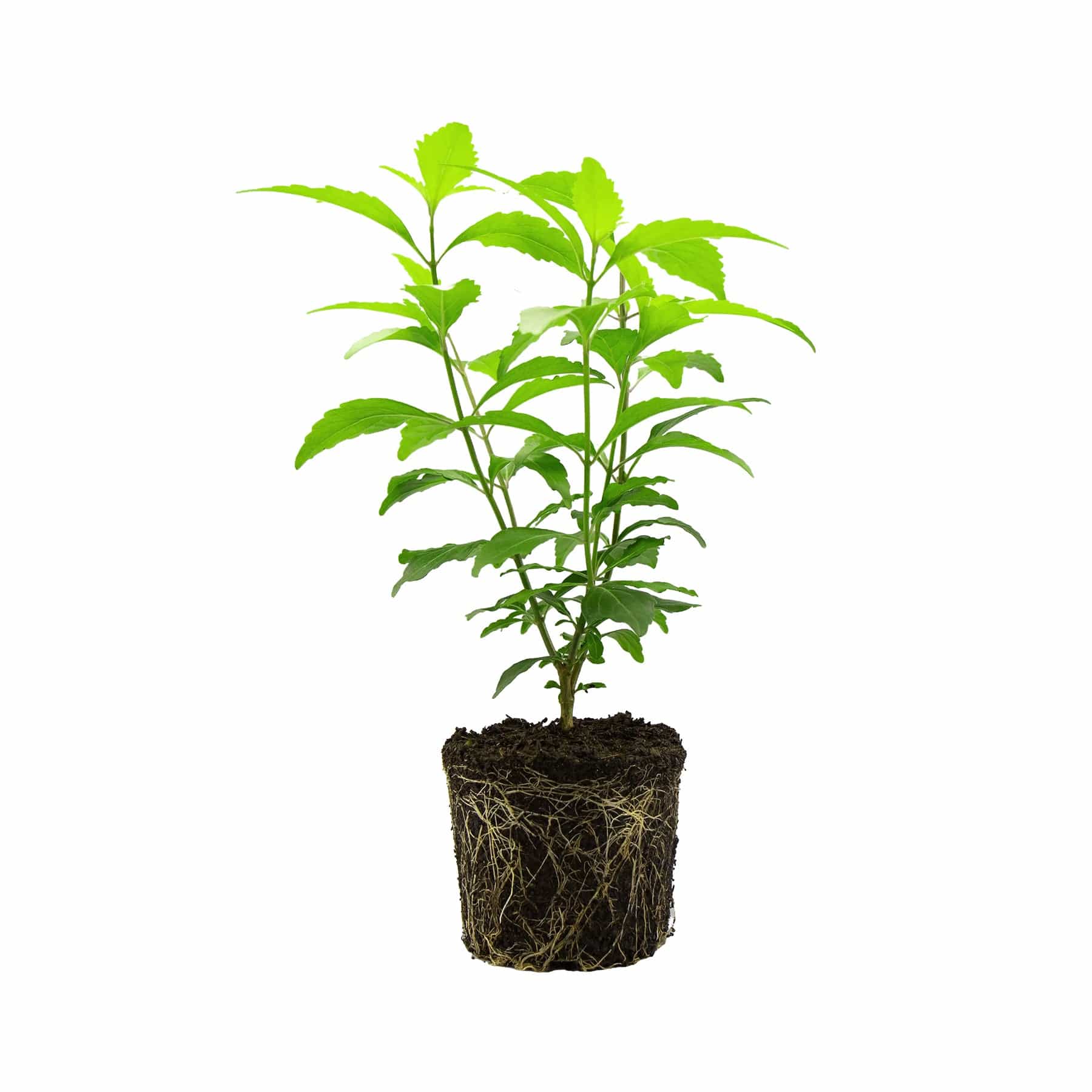 Java tea plant - Eden-grown
