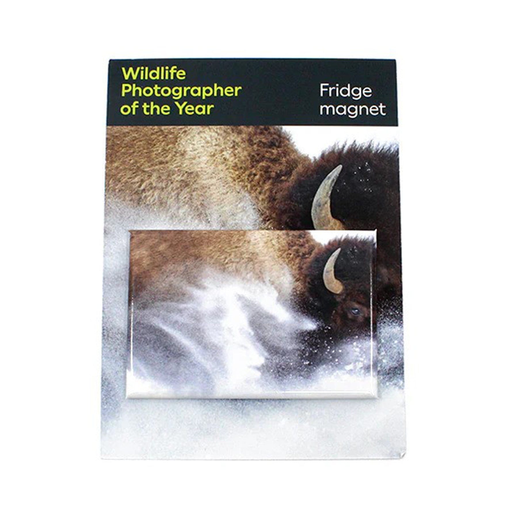 Fridge magnet snow bison