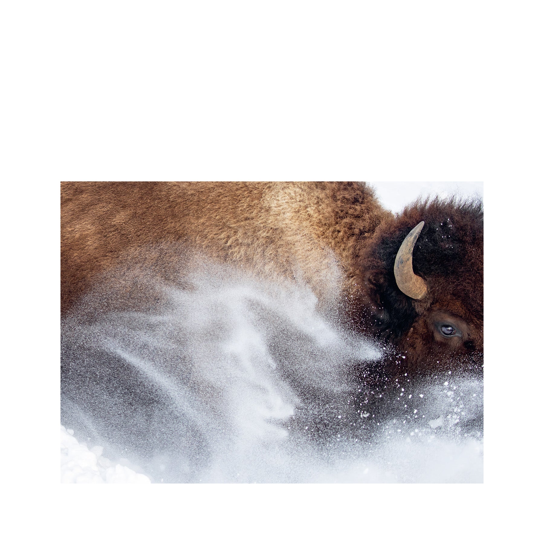 Xmas card set snow bison (8pk)