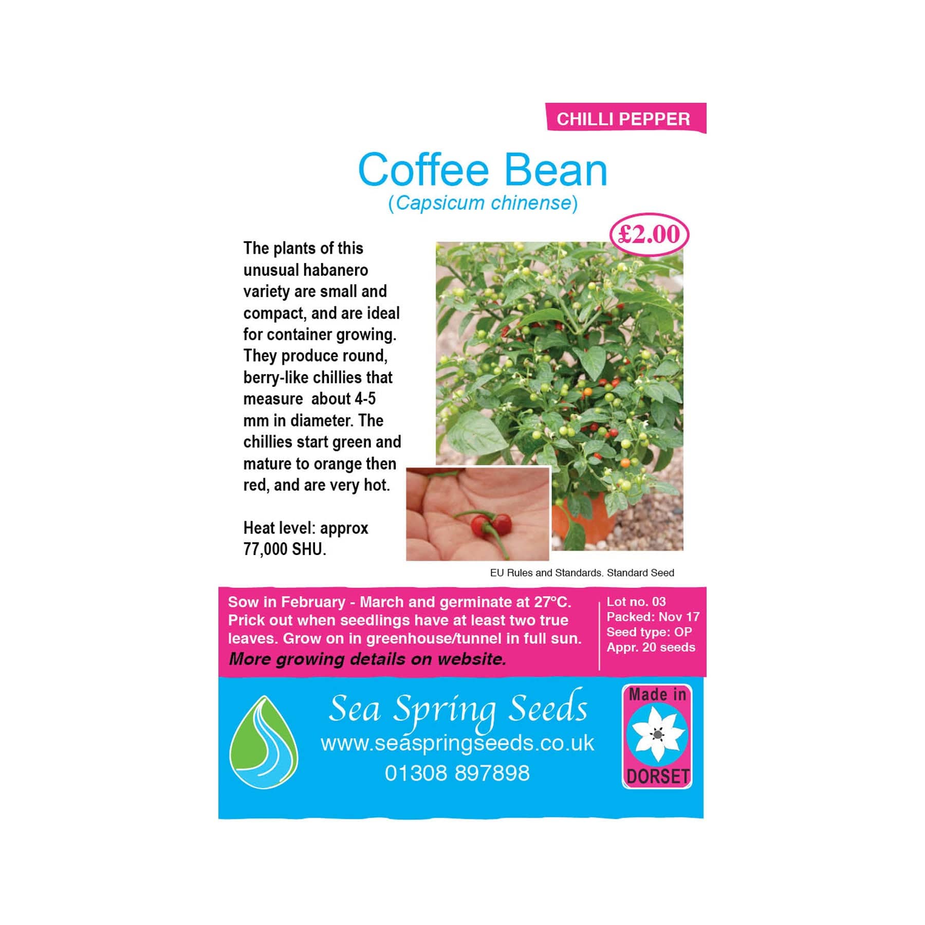 Coffee bean chilli seeds