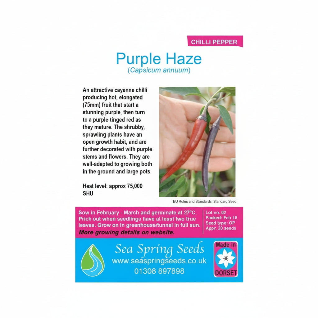 Purple haze chilli seeds