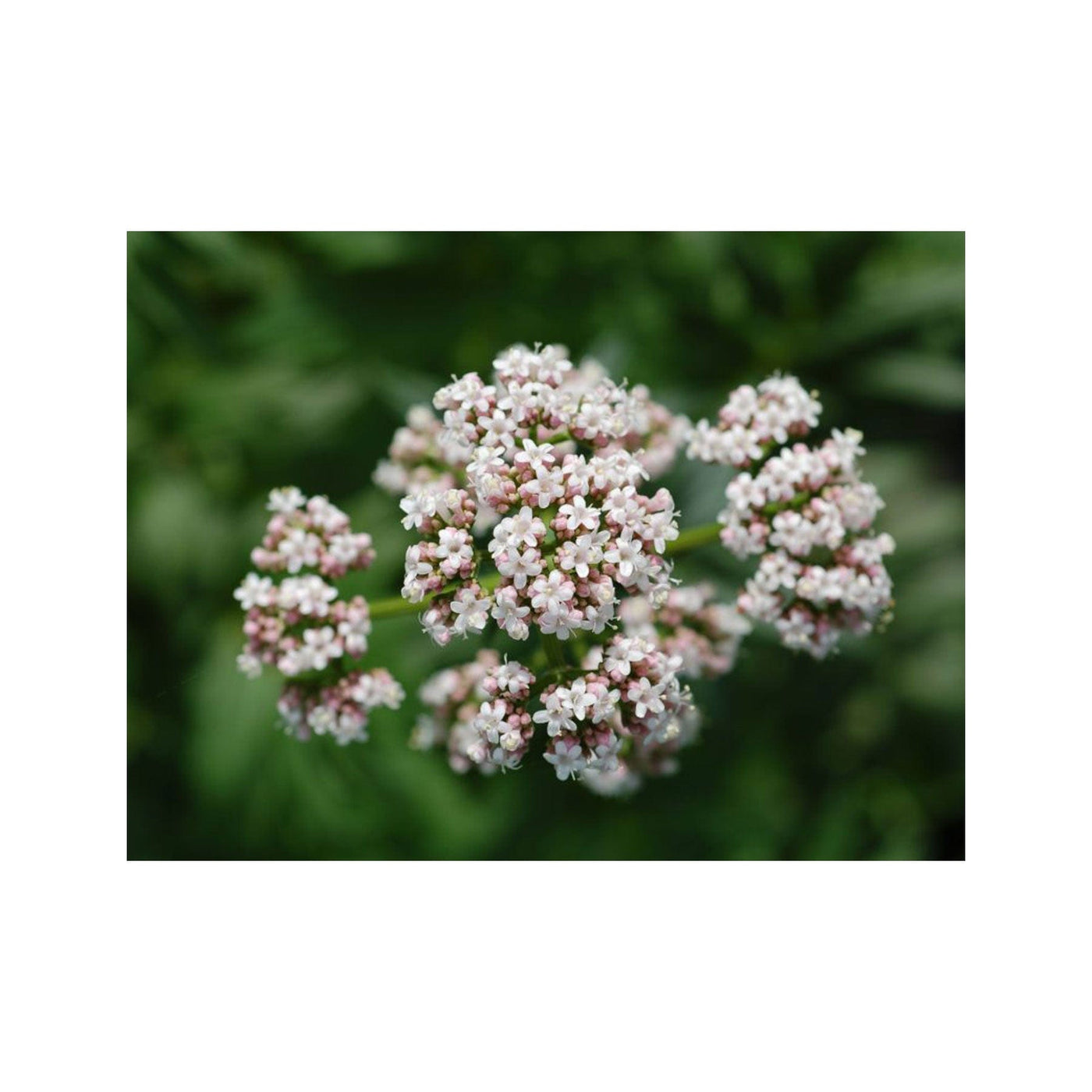 Valerian seed pack