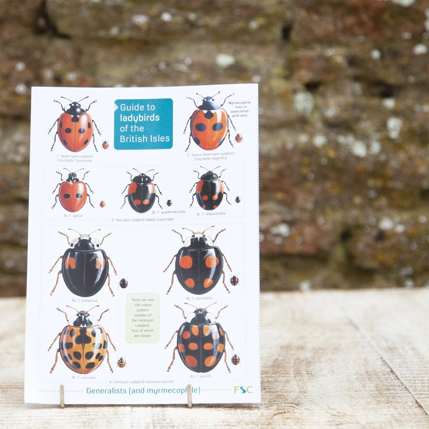 Ladybirds of Britain field guide