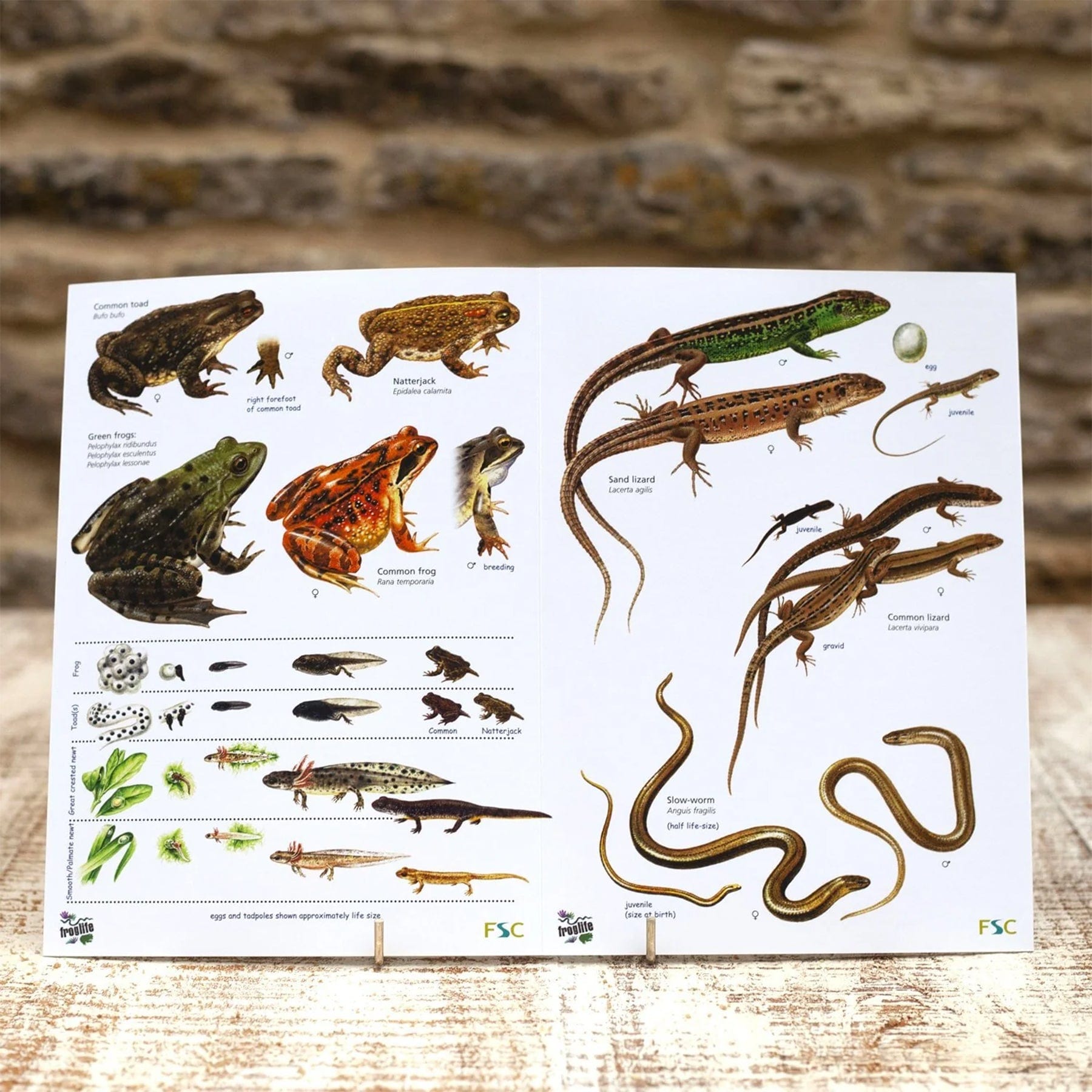 Reptiles and amphibians field guide